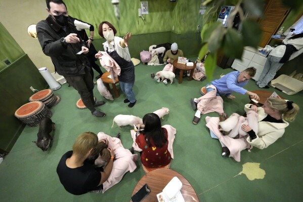 Customers play with micro pigs at a mipig cafe, Wednesday, Jan. 24, 2024, in Tokyo. (AP Photo/Eugene Hoshiko)