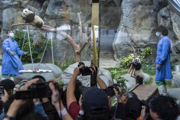 Hong Kong-born giant panda twin cubs make their debut appearance to media in Ocean Park during a greeting ceremony in Hong Kong, Saturday, Feb. 15, 2025. (AP Photo/Chan Long Hei)