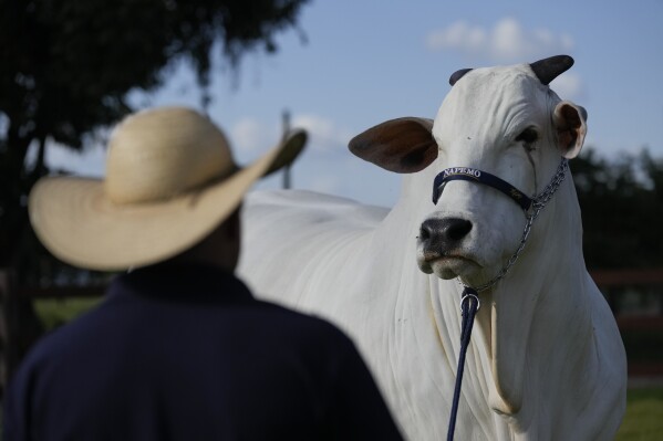 A stockman watches over the Nelore cow known as Viatina-19 at a farm in Uberaba, Minas Gerais state, Brazil, Friday, April 26, 2024Viatina-19 is the product of years of efforts to raise meatier cows, and is the most expensive cow ever sold at auction, according to Guinness World Records. (AP Photo/Silvia Izquierdo)