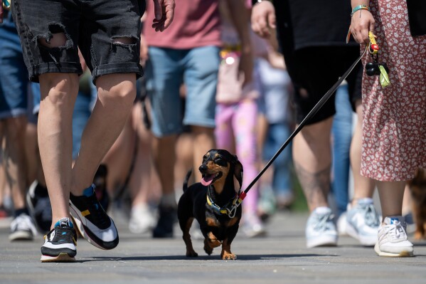A Dachshund and owner take part in an attempt to set Hungary’s record for the largest dog walk of a single breed, at Budapest City Park, Budapest, Thursday, May 1, 2025. (AP Photo/Denes Erdos)