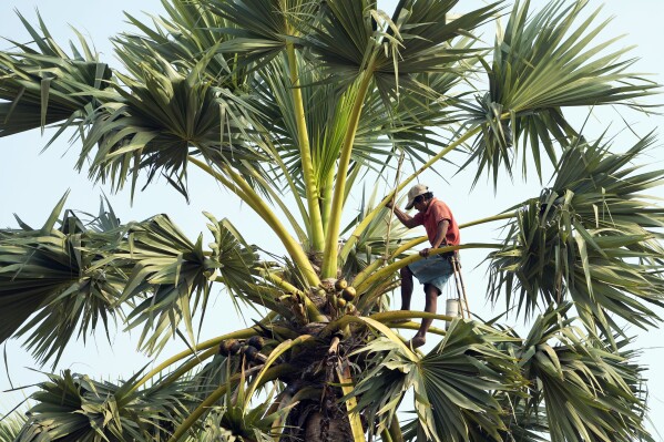 Chin Choeun, 54, collects sap from a palm tree during harvest season at Trapang Ampel village, outside Phnom Penh, Cambodia, Friday, March 15, 2024. Choeun spends nearly 12 hours a day collecting sap from palm trees that he and his wife turn into palm sugar. (AP Photo/Heng Sinith)