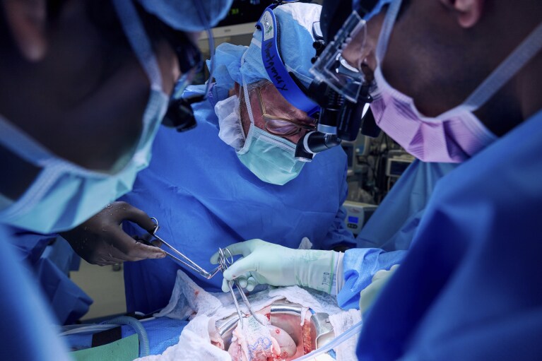 In this photo provided by NYU Langone Health, a surgeon lowers a gene-edited pig kidney into Lisa Pisano's abdomen at a New York hospital on April 12, 2024. Doctors transplanted organs into the dying Pisano as part of a dramatic pairing. A series of surgeries included repairing her weakened heart.  (Joe Carotta/NYU Langone Health, via AP)
