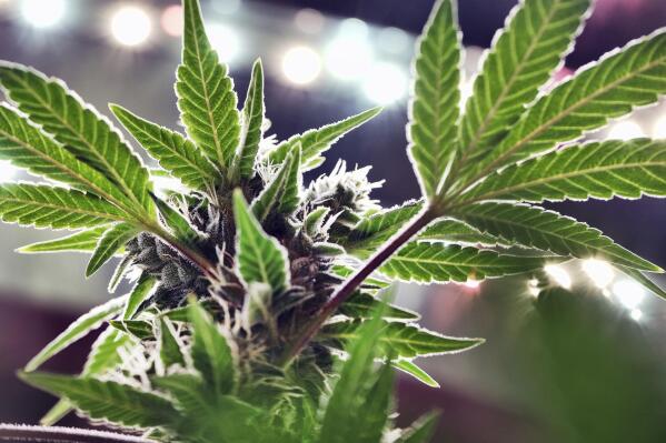 FILE - A mature marijuana plant begins to bloom under artificial lights at Loving Kindness Farms in Gardena, Calif., May 20, 2019. The main group working to legalize recreational marijuana in North Dakota has a half-million dollars to press its case, far more than the shoe-leather effort they relied on four years ago. Meanwhile, a major oil industry group that funded opposition last time around says it will sit on the sidelines this time. (AP Photo/Richard Vogel, File)