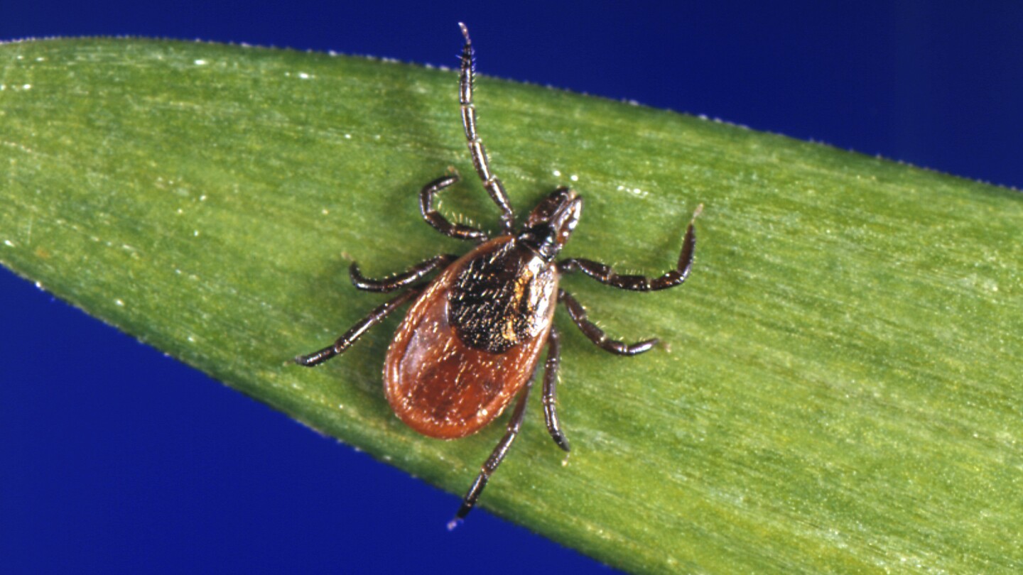 Image of the Tick season has arrived. Protect yourself with these tips - The Associated Press news article