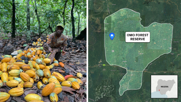 Farmer Babatunde Fatai collects cocoa pods inside the conservation zone before they are broken to remove the beans.