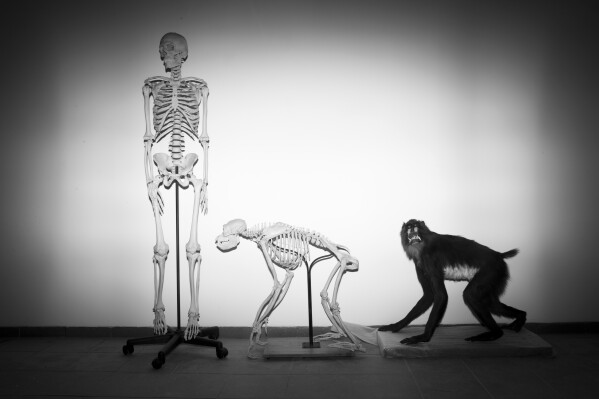 FILE - Skeletons of a human and a monkey await installation at the Steinhardt Museum of Natural History in Tel Aviv, Israel on Monday, Feb 19, 2018. Around 20 or 25 million years ago, when apes diverged from monkeys, our branch of the tree of life shed its tail. In a paper published in the journal Nature on Wednesday, Feb. 28, 2024, researchers identify at least one of the key genetic tweaks that led to this change. (AP Photo/Oded Balilty, File)