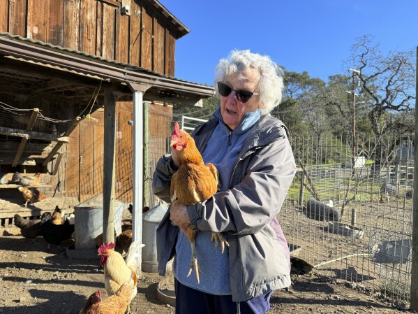 Ettamarie Peterson holds a chicken at her farm in Petaluma, Calif. on Thursday, Jan. 11, 2024. She's concerned her flock of 50 hens could be infected with avian flu. Jan. 11, 2024. A year after the bird flu led to record egg prices and widespread shortages, the disease known as highly pathogenic avian influenza is wreaking havoc in California, which escaped the earlier wave of outbreaks that that devastated poultry farms in the Midwest. (AP Photo/Terry Chea)