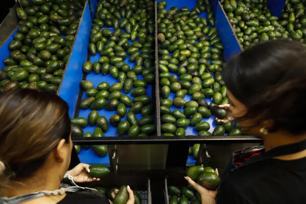 A worker selects avocados at a packing plant in Uruapan, Mexico, Wednesday, Feb. 16, 2022. Mexico has acknowledged that the U.S. government has suspended all imports of Mexican avocados after a U.S. plant safety inspector in Mexico received a threat. (AP Photo/Armando Solis)