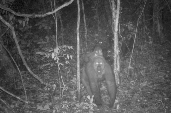 This photo taken by a camera trap shows a group of Cross River gorillas in the Mbe Mountains of Nigeria on Wednesday, May 27, 2020. Conservationists have captured the first images of a group of rare Cross River gorillas with multiple babies in the Mbe mountains of Nigeria, proof that the subspecies once feared to be extinct is reproducing amid protection efforts. (WCS Nigeria via AP)