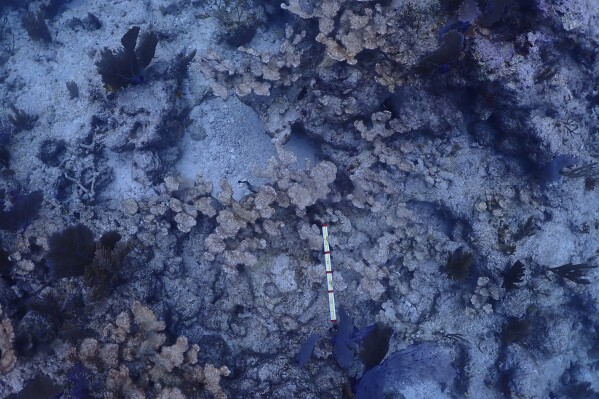 This image provided by the National Oceanic and Atmospheric Administration shows dead elkhorn coral on Feb. 9, 2024, at Carysfort Reef, northeast of Key Largo, Fla. Record hot seawater killed more than three-quarters of human-cultivated coral that scientists had placed in the Florida Keys in recent years in an effort to prop up a threatened species that’s highly vulnerable to climate change, researchers discovered. (Ben Edmonds/NOAA via AP)