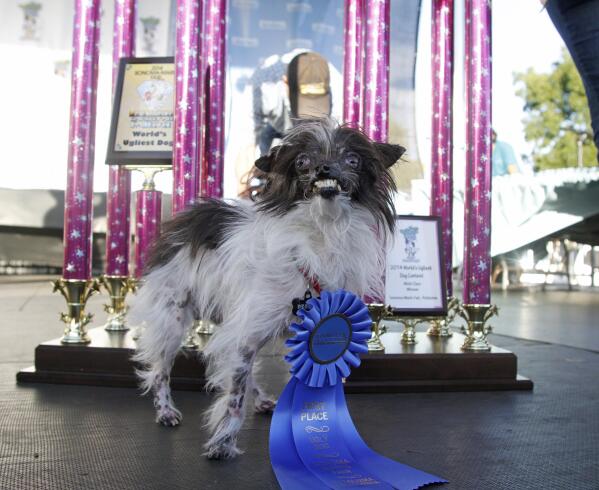 Peanut, un perrito de dos años, posa frente a sus trofeos después de ganar el concurso del perro más feo del mundo, en la feria de Sonoma-Marin, el viernes 20 de junio de 2014, en Petaluma, California. Peanut reside en Carolina del Norte. (Foto AP/George Nikitin)