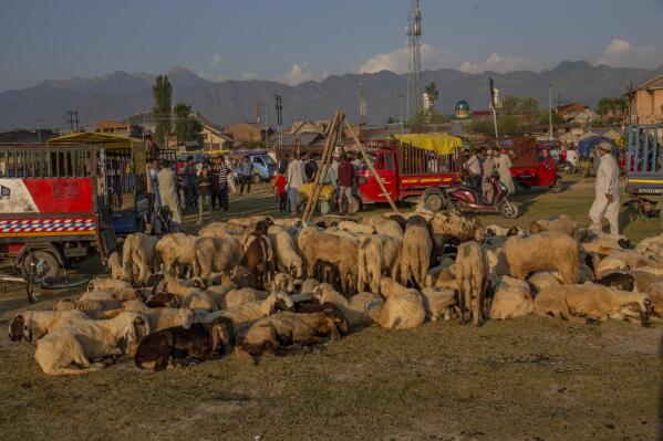 Sheep are kept for sale at a market ahead of the Muslim festival Eid al-Adha, in Srinagar, Indian controlled Kashmir, Friday, July 16, 2021. Authorities in Indian-controlled Kashmir on Friday said there is no ban on the sacrifice of animals during the upcoming Islamic Eid al-Adha holiday, a day after the government asked law enforcers to stop the sacrifice of cows, calves, camels and other animals. (AP Photo/ Dar Yasin)