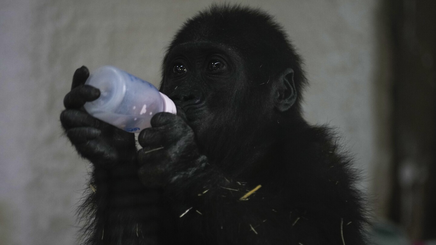Young Gorilla Rescued from Aircraft Hold Thrives in Recovery at Istanbul Zoo