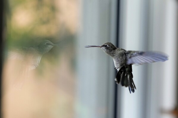 Un colibri plane à l'intérieur de la maison de Catia Lattouf qu'elle a transformée en une clinique de fortune pour les petits oiseaux, à Mexico, le lundi 7 août 2023. La plupart des colibris dont elle s'occupe sont logés dans la chambre où Lattouf dort.  Ils y restent jusqu'à ce qu'ils soient assez forts pour voler et se nourrir.  Puis elle les déplace dans une pièce voisine pour les préparer à être éventuellement libérés.  (AP Photo/Fernando Llano)