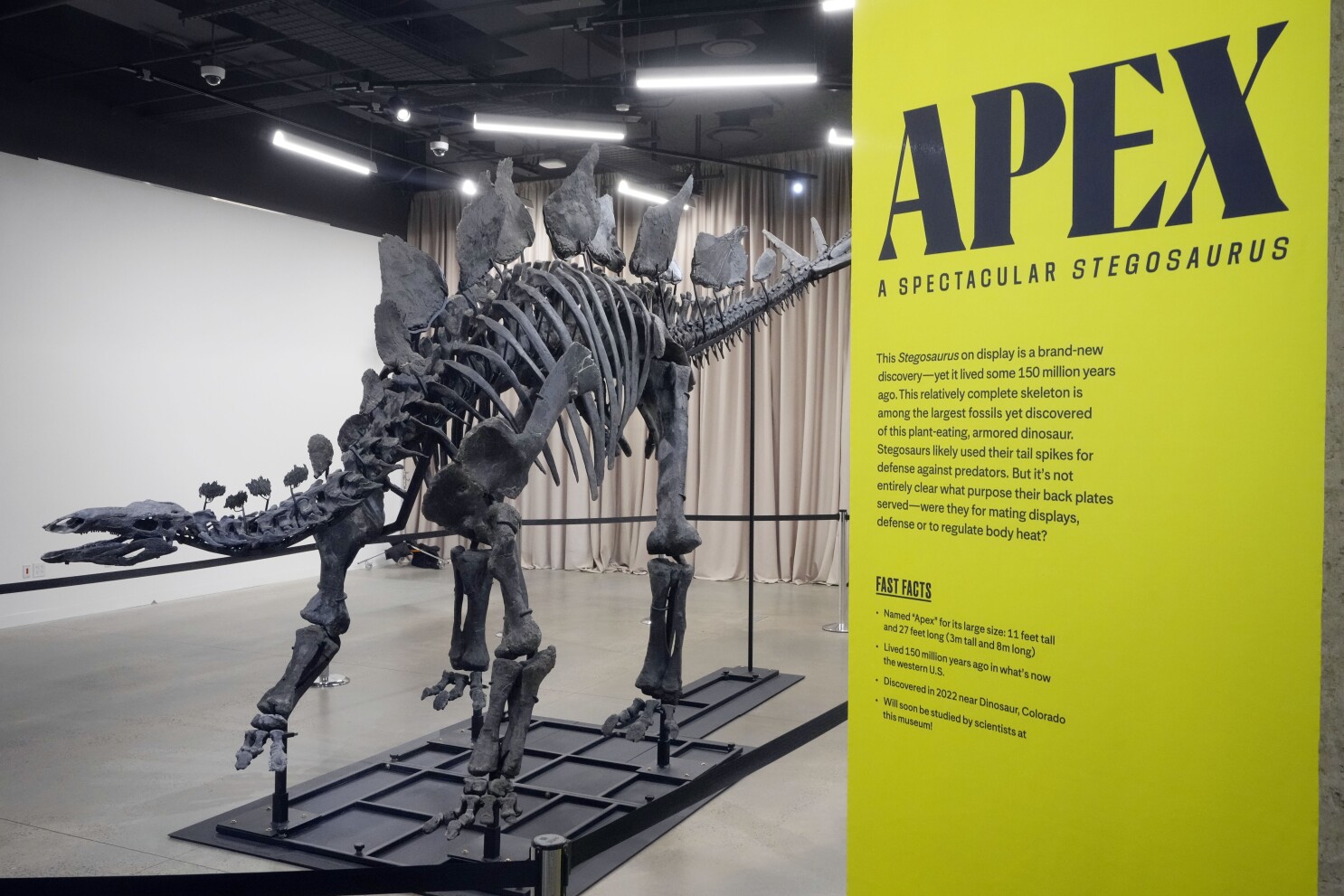 Apex the $45M stegosaurus is on display in New York. Here's what scientists  hope to learn about it | AP News