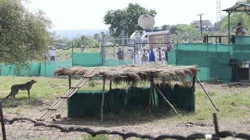 FILE - In this photo provided by the Press Information Bureau, Indian Prime Minister Narendra Modi watches a cheetah after it was released in an enclosure at Kuno National Park, in the central Indian state of Madhya Pradesh, Sept. 17, 2022. The death of an eighth cheetah in Kuno National Park on Friday, July 14, 2023, has raised new questions about a project that reintroduced the big cats to the subcontinent about 10 months ago that has been mired in controversy since its inception. (Press Information Bureau via AP, File)