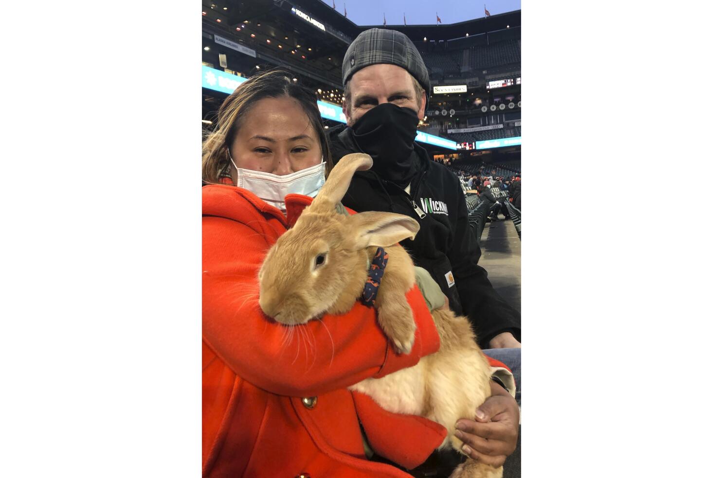 Therapy bunny in Oracle Park stands a hit with San Francisco