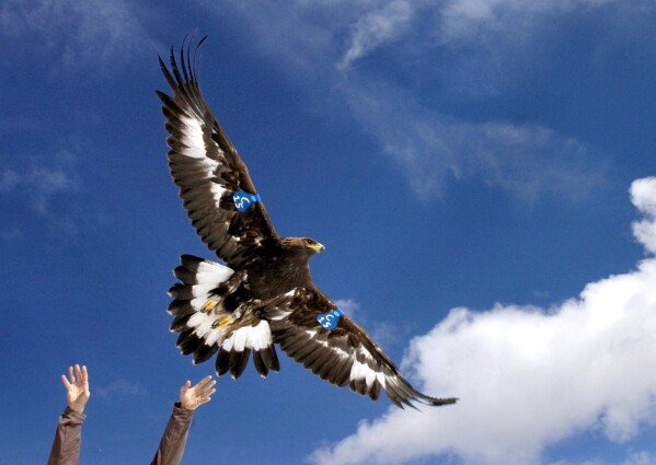 Golden Eagle Fact Sheet, Blog, Nature