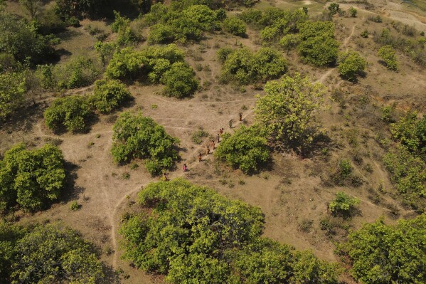 Women from Gadaba Indigenous community walk to collect vegetables and wood from the forest in Hatipakna village, Koraput district, in India's eastern state of Odisha, Wednesday, April 16, 2025. (AP Photo/Rafiq Maqbool)