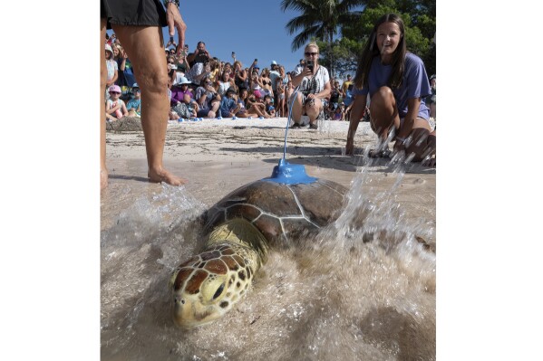 "Marcia," a juvenile green sea turtle, swims through a wave, Friday, July 14, 2023, at Sombrero Beach in Marathon, Fla. "Marcia," named by her rescuers after being found off Marathon suffering from positive buoyancy disorder, was rehabilitated at the Keys-based Turtle Hospital and was fitted with a satellite-tracking transmitter and released off the Florida Keys Friday to participate in the Tour de Turtles, an online educational tracking program coordinated by the Sea Turtle Conservancy. Beginning Aug. 1, the initiative is to follow 12 sea turtles for three months. (Andy Newman/Florida Keys News Bureau via AP)