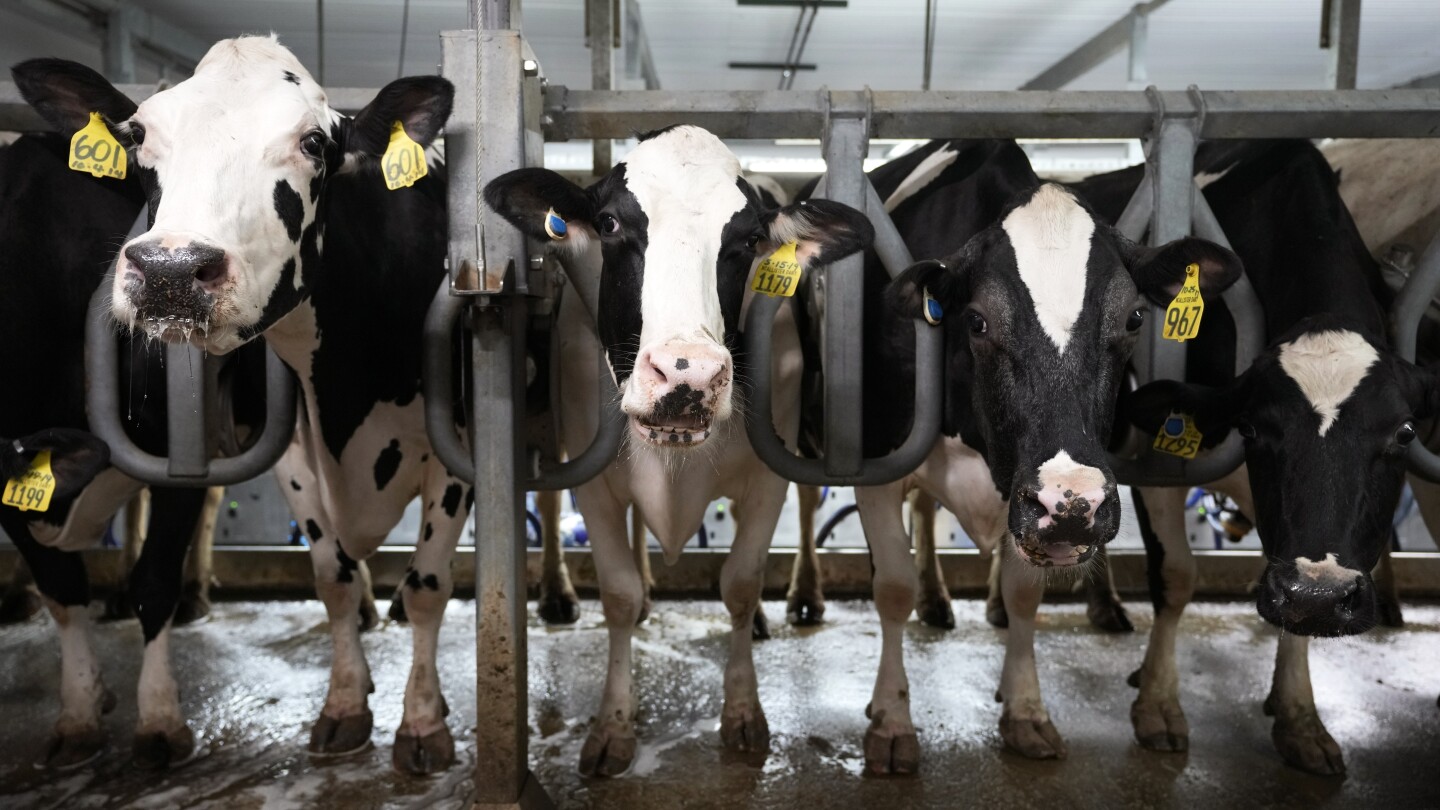 Избухването на птичи грип при млечните крави в САЩ подтиква