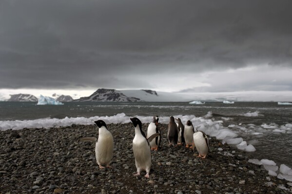 FILE - Penguins walk on the shore of Bahia Almirantazgo in Antarctica on Jan. 27, 2015. A new study released Tuesday, Aug. 8, 2023, concludes that Antarctica is already being and will continue to be affected by more frequent and severe extreme weather events, a known byproduct of human-caused climate change. (AP Photo/Natacha Pisarenko, File)