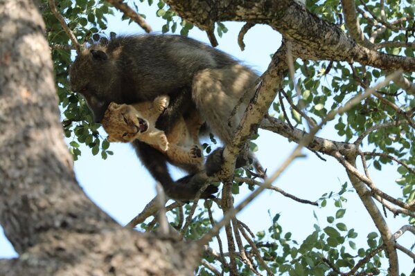 In this photo taken Saturday, Feb. 1, 2020, a male baboon carries a lion cub in a tree while the rest of the baboon troop settled down, the male “moved from branch to branch, grooming and carrying the cub for a long period of time,” said Schultz, in the Kruger National Park, South Africa. The baboon took the little cub into the tree and preened it as if it were his own, said safari ranger Kurt Schultz who said in 20 years he had never seen such behaviour. The fate of the lion cub is unknown. (Photo Kurt Schultz via AP)