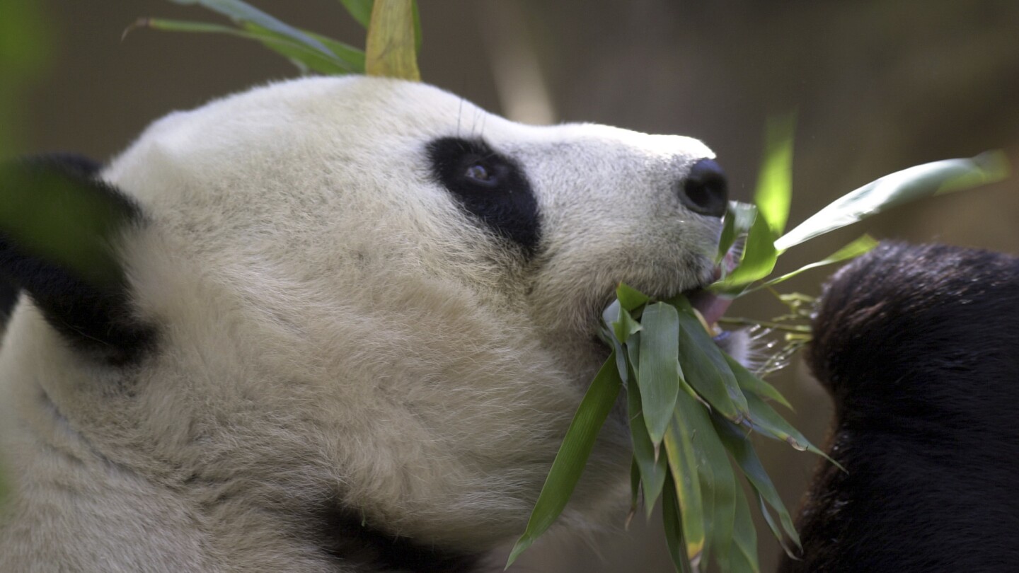 La Chine envisage de renvoyer des pandas géants au zoo de San Diego