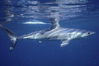 This 2001 photo provided by Dr. Greg Skomal shows a shortfin mako shark off the coast of Massachusetts. In a study published on Wednesday, Jan. 27, 2021, researchers found the abundance of oceanic sharks and rays has dropped more than 70% between 1970 and 2018. (Greg Skomal via AP)