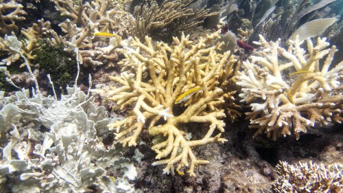 This photo provided by the University of Miami Coral Reef Futures Lab, shows fire coral and staghorn corals with bleaching, tissue loss, and recent mortality on Thursday, July 20, 2023, in the North Dry Rocks Reef off the coast of Key Largo, Fla. Some Florida Keys corals are losing their color weeks earlier in the summer than has been documented before, meaning they are under stress and their health is potentially endangered, federal scientists said. (Liv Williamson/University of Miami Rosenstiel School of Marine, Atmospheric, and Earth Science via AP)