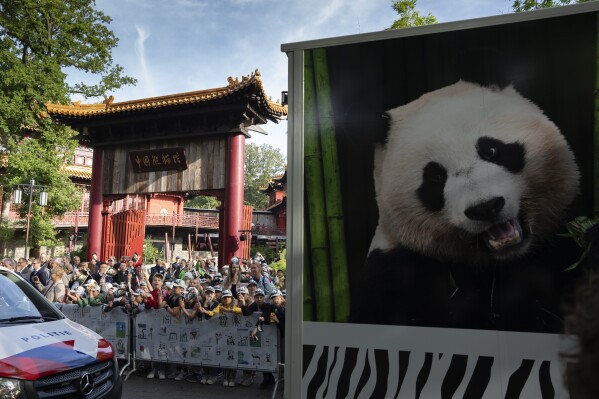 A van carrying giant panda Fan Xing is heading home to a country she has never visited, leaves the Ouwehands Zoo in Rhenen, Netherlands, Wednesday, Sept. 27, 2023. The 3-year-old was carefully ushered into a crate for the first leg of her journey to China, where she will join a captive breeding program that is helping preserve the vulnerable species. (AP Photo/Peter Dejong)