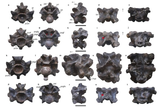 This image provided by researchers in April 2024 shows views of some of the vertebrae of Vasuki indicus, a newly discovered extinct snake from about 47 million years ago, estimated to reach nearly 50 feet (15 meters) long. The scale bar at the center of each row showing rotated views of an individual vertebra indicates 5 centimeters (almost 2 inches). (Sunil Bajpai, Debajit Datta, Poonam Verma via AP)