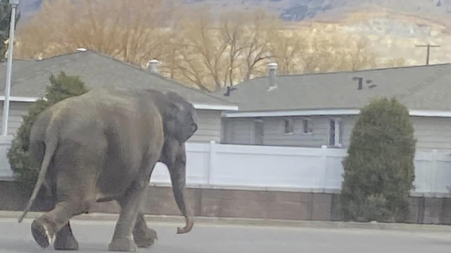 Обратен удар на автомобил стресна цирков слон на улица в Монтана. Тя все още изпълняваше в понеделник