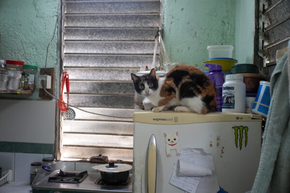 A cat lies on a refrigerator at the Adoptions for Love animal shelter in Havana, Cuba, Wednesday, Oct. 2, 2024. (AP Photo/Ramon Espinosa)